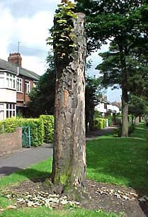 the tree in Victoria Avenue